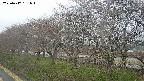 ochiai1-20250417161017.jpg