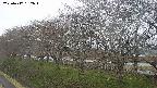 ochiai1-20250417162017.jpg