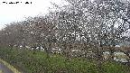ochiai1-20250417164018.jpg