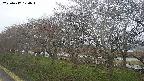 ochiai1-20250417170016.jpg