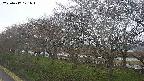 ochiai1-20250417171017.jpg