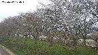ochiai1-20250417174017.jpg