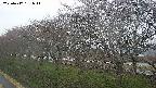 ochiai1-20250417181015.jpg