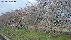 ochiai1-20250419070016.jpg