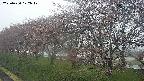 ochiai1-20250420122018.jpg