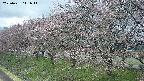 ochiai1-20250421111017.jpg