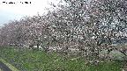 ochiai1-20250421123017.jpg