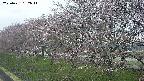ochiai1-20250421182016.jpg