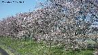 ochiai1-20250422075017.jpg