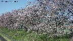 ochiai1-20250422084016.jpg