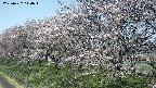 ochiai1-20250422110017.jpg