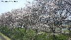 ochiai1-20250422123019.jpg