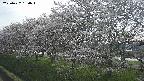 ochiai1-20250422160017.jpg