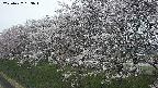 ochiai1-20250422183016.jpg