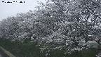 ochiai1-20250422184016.jpg