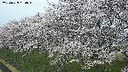 ochiai1-20250423050021.jpg