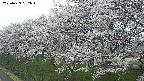 ochiai1-20250423052017.jpg