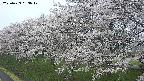 ochiai1-20250423053019.jpg