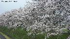 ochiai1-20250423055017.jpg