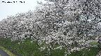 ochiai1-20250423062016.jpg