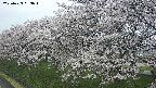 ochiai1-20250423063017.jpg