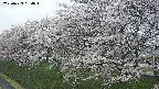 ochiai1-20250423064015.jpg