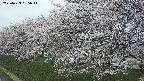 ochiai1-20250423065016.jpg