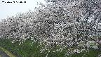 ochiai1-20250423070016.jpg