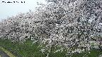 ochiai1-20250423071017.jpg