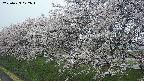 ochiai1-20250423072017.jpg