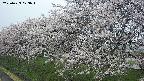 ochiai1-20250423073017.jpg