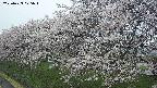 ochiai1-20250423075017.jpg