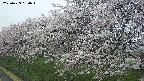 ochiai1-20250423080017.jpg