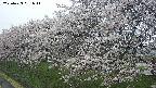 ochiai1-20250423081016.jpg