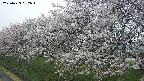 ochiai1-20250423082017.jpg