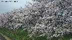 ochiai1-20250423084016.jpg