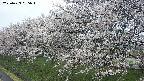ochiai1-20250423085017.jpg