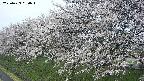 ochiai1-20250423090017.jpg