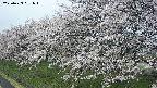 ochiai1-20250423091017.jpg