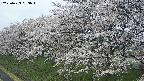 ochiai1-20250423093017.jpg