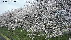 ochiai1-20250423094017.jpg