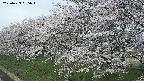 ochiai1-20250423095018.jpg