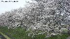 ochiai1-20250423100016.jpg
