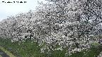 ochiai1-20250423110017.jpg