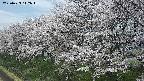 ochiai1-20250423112020.jpg