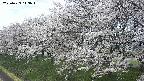 ochiai1-20250423113015.jpg