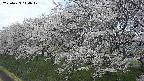 ochiai1-20250423114021.jpg