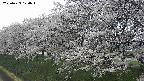 ochiai1-20250423120018.jpg