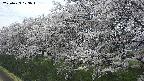 ochiai1-20250423123019.jpg