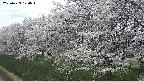 ochiai1-20250423124018.jpg